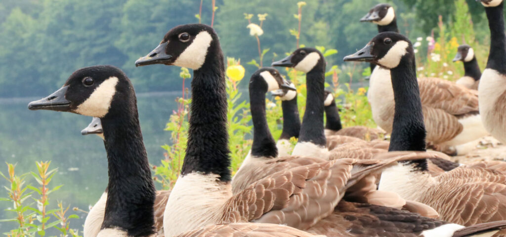 Canadian-Geese