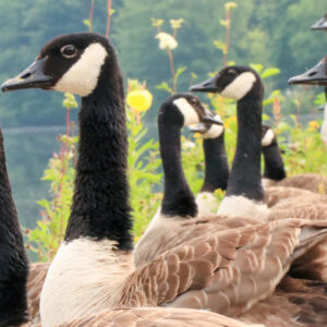 Canadian-Geese