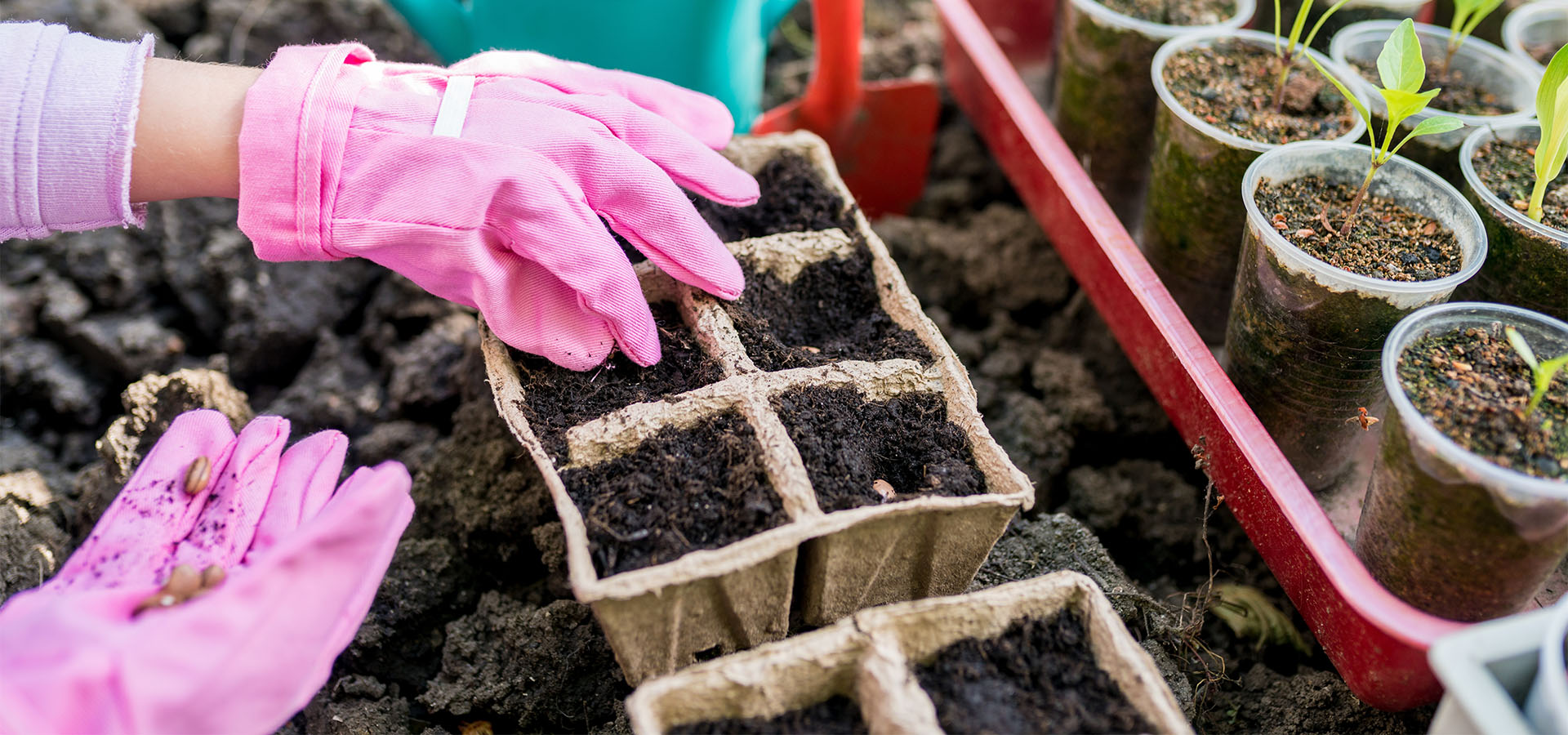planting